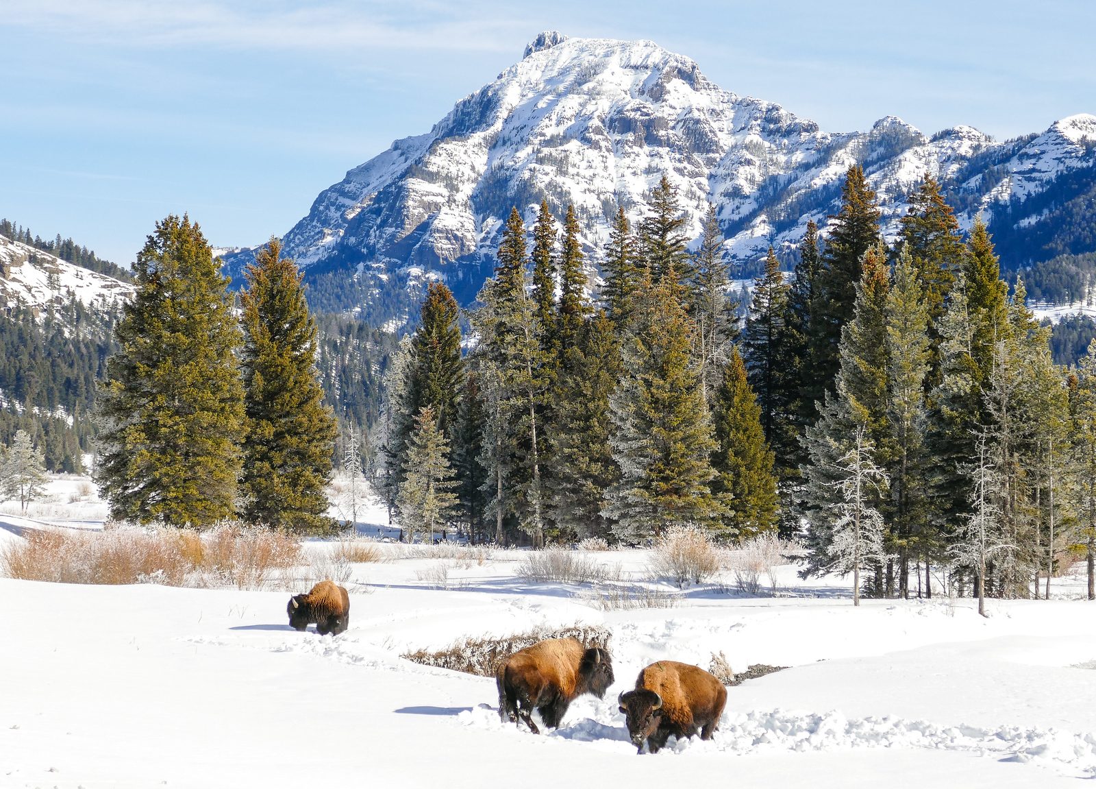 Lamar Valley
