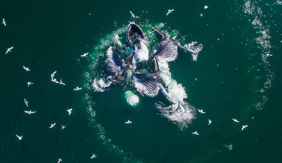 Icy Strait Point Whale Watching and Seafood Feast