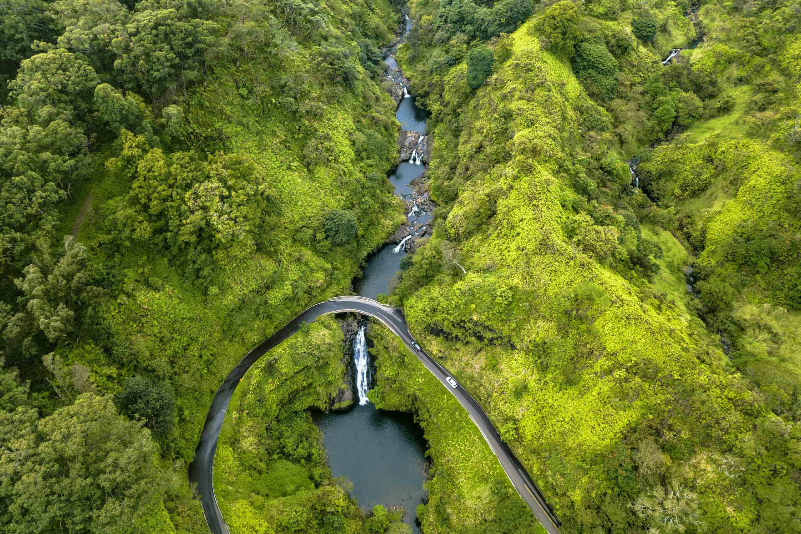 Hana Rainforest Canopy