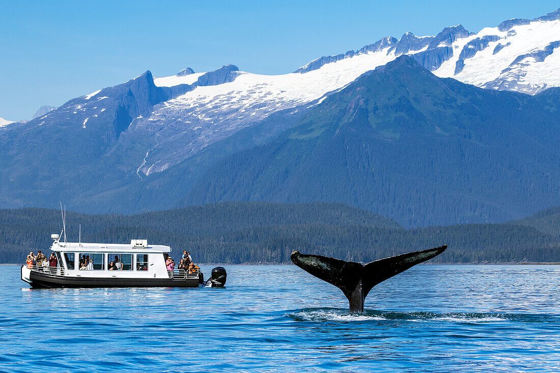Icy Strait Whale Watching and Wildlife Sightseeing