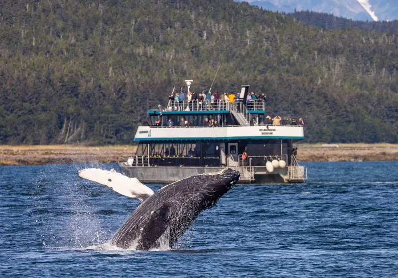 Icy Strait Point Whale Watching and Bear Search