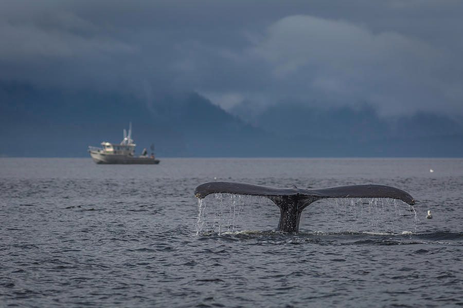 Icy Strait Point Whale Watching Private