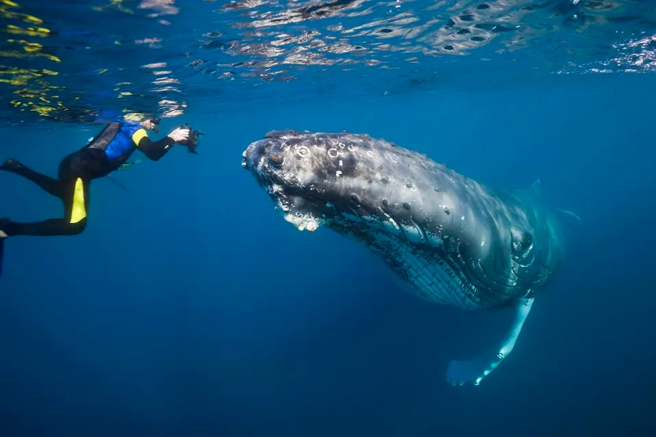 Tahiti Iti Whale Watching