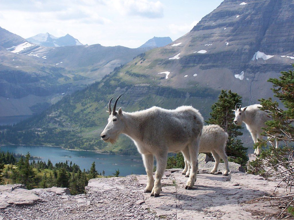 Mountain Goat Habitat