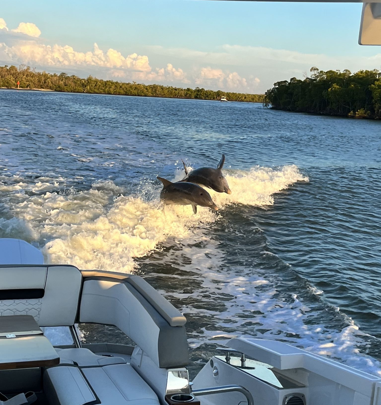 Hilton Head Mini Boat Dolphin Tour