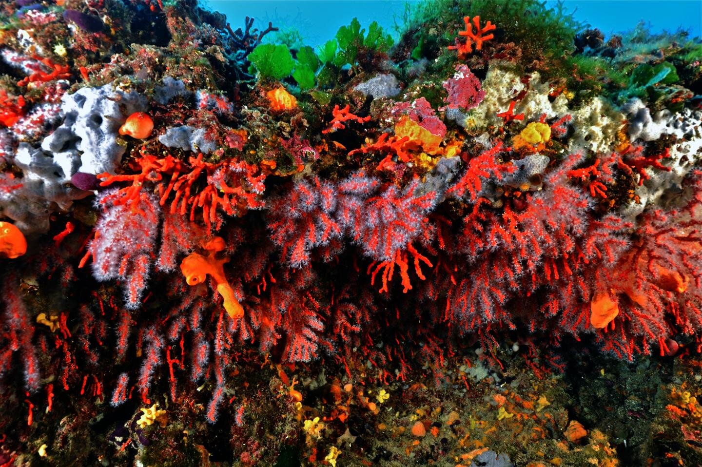 South Coral Garden
