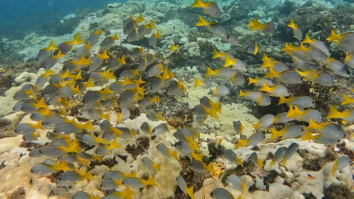 Reef North Bank