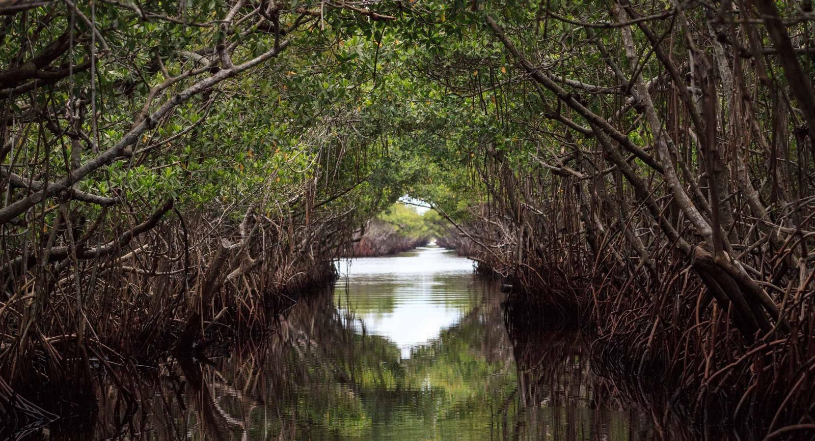 Mangrove Ecosystems