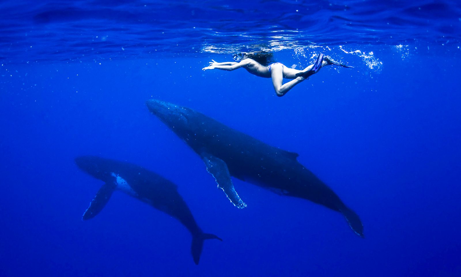 Best Whale Watching Tahiti