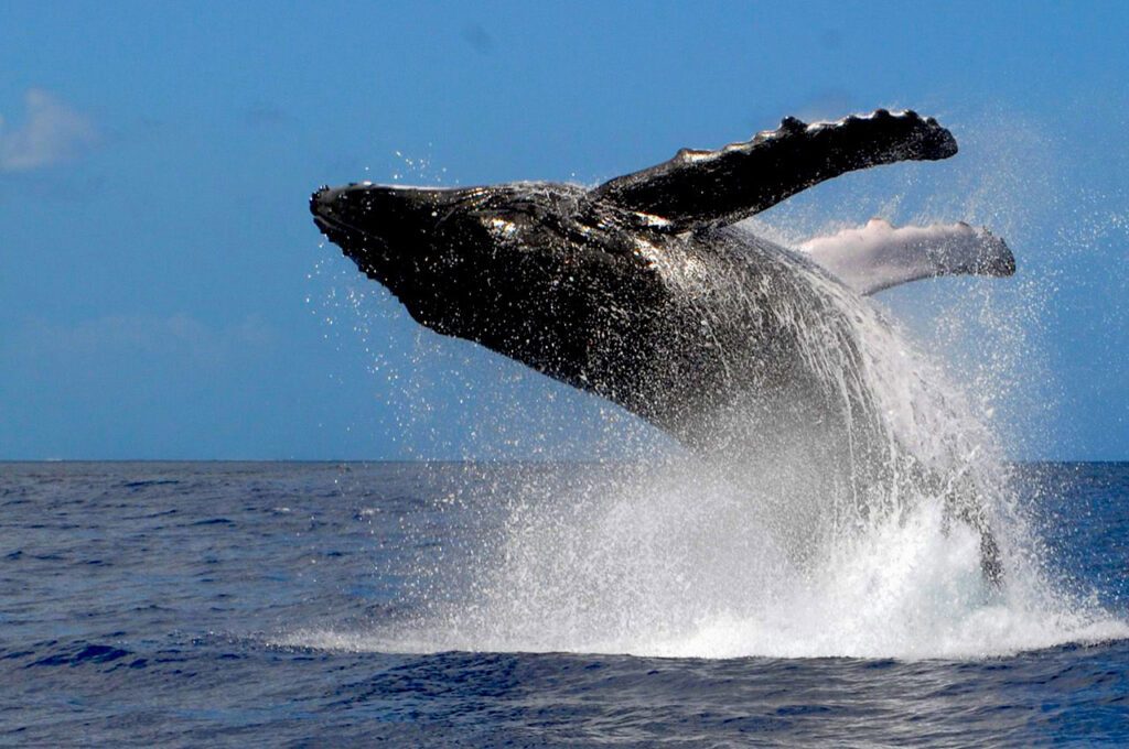 Open Ocean Humpback Corridor
