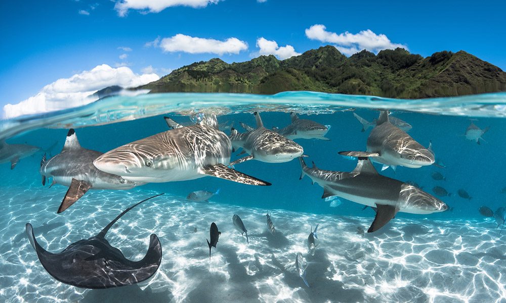 Pacific Marine Biodiversity