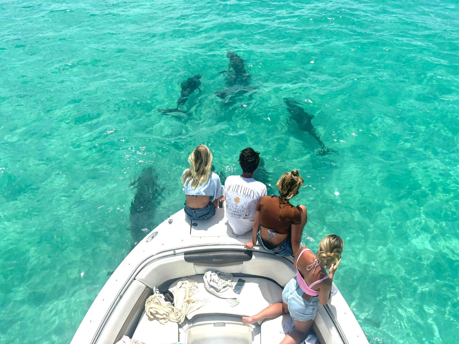Hilton Head Private Dolphin Tour