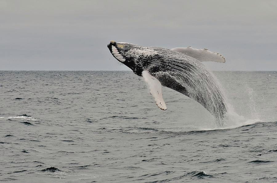 Open Ocean Observation Deck