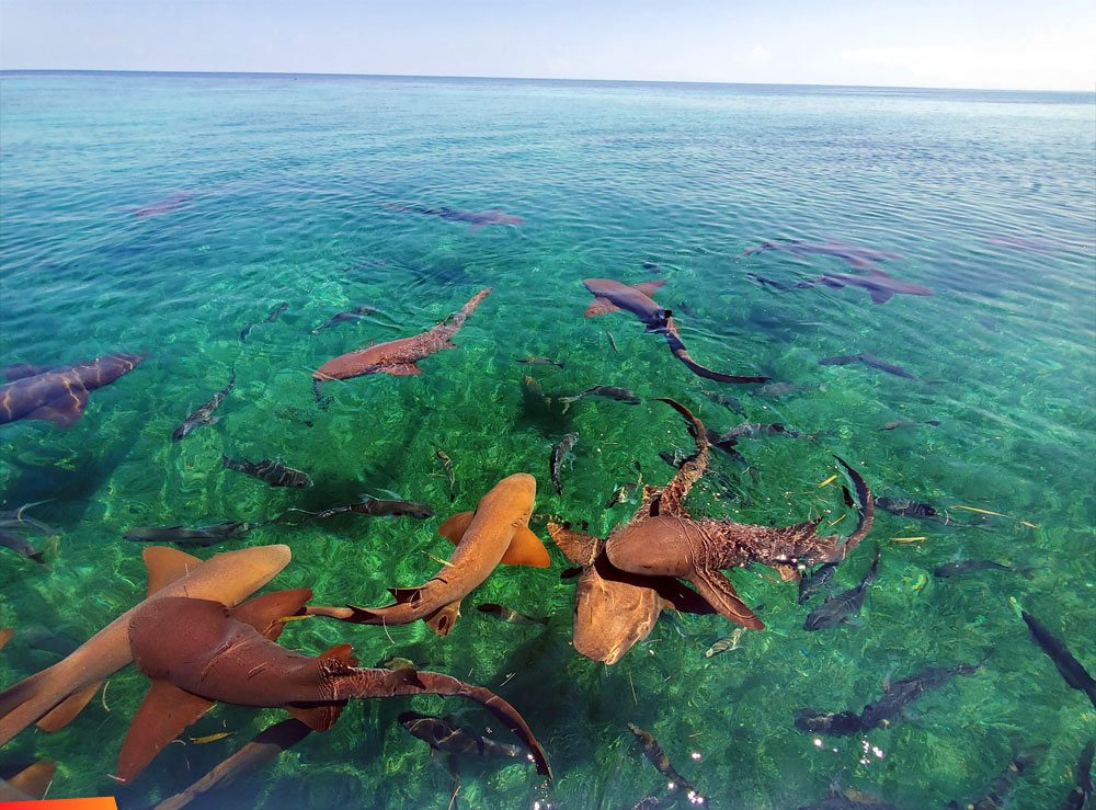Caye Caulker Snorkeling Tours