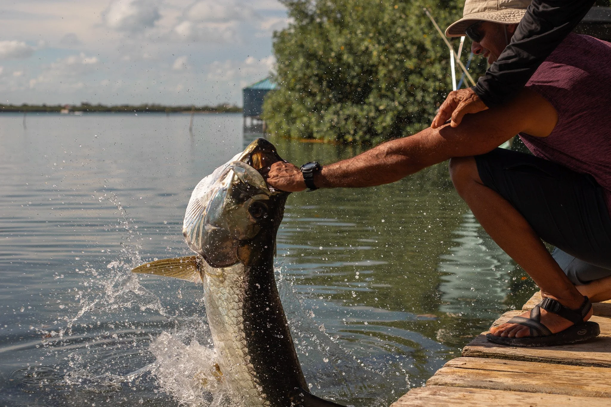 Tarpon Feeding Dock