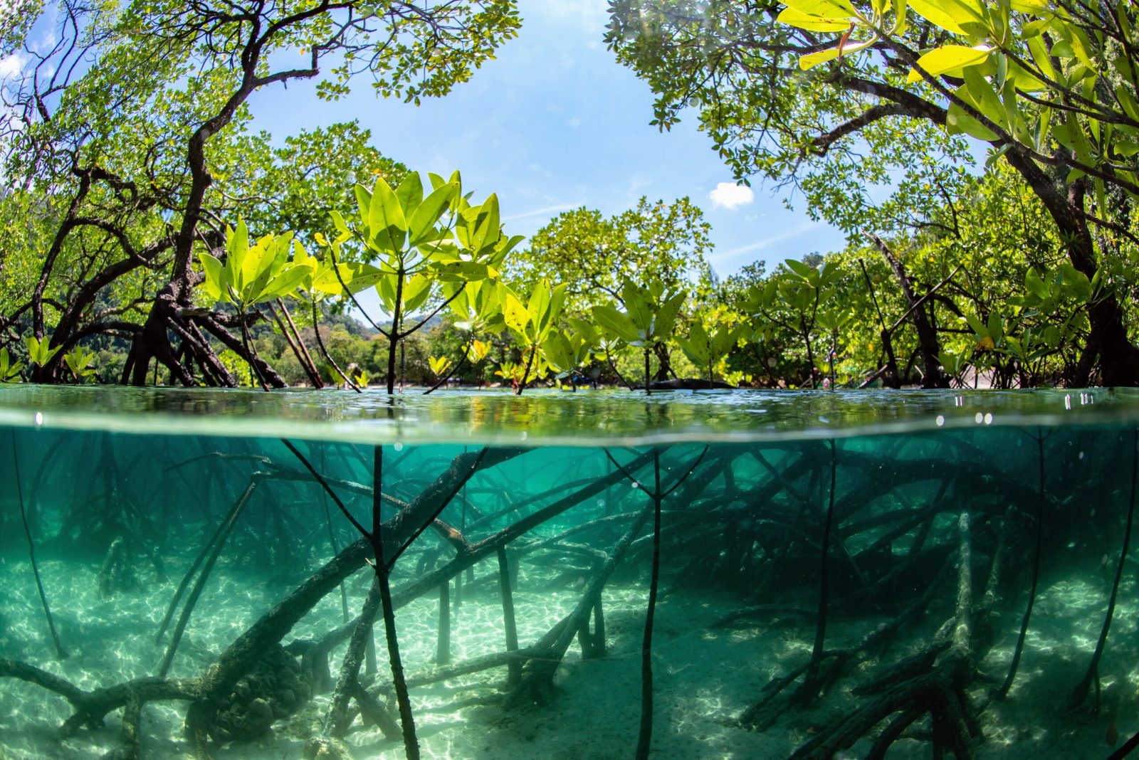 Mangrove Forest
