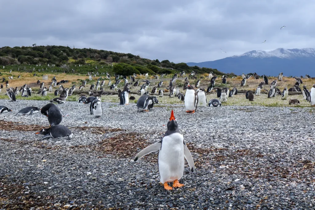 Ushuaia Pinguin-Wandertour — Landgänge auf der Isla Martillo