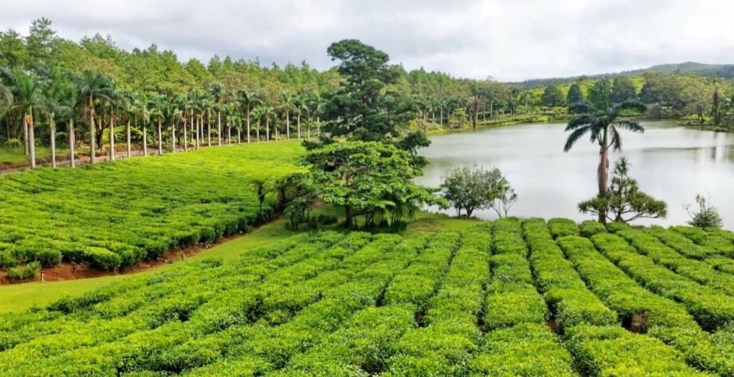 Plantation Fields
