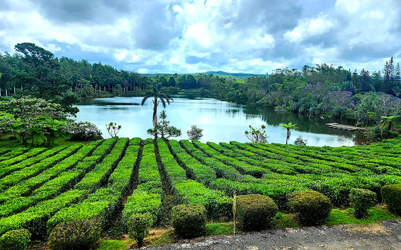 Tea Plantation Fields