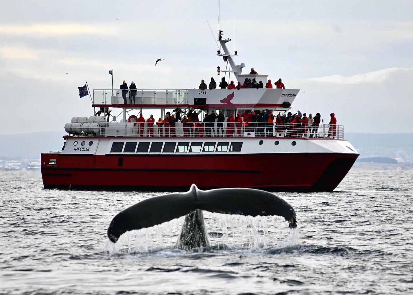 Best Orca Tour Tromso