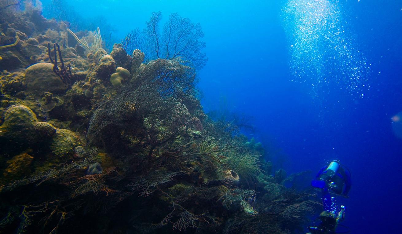 Half Moon Caye Wall