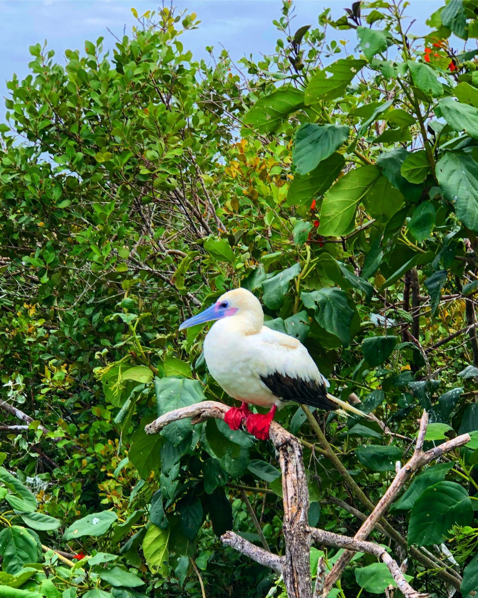 Half Moon Caye Bird Sanctuary