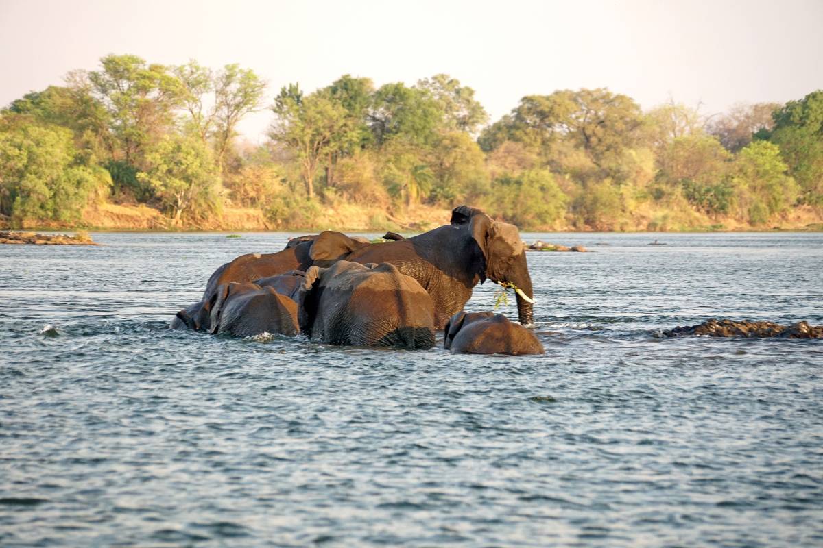 Elephant Crossing Lane