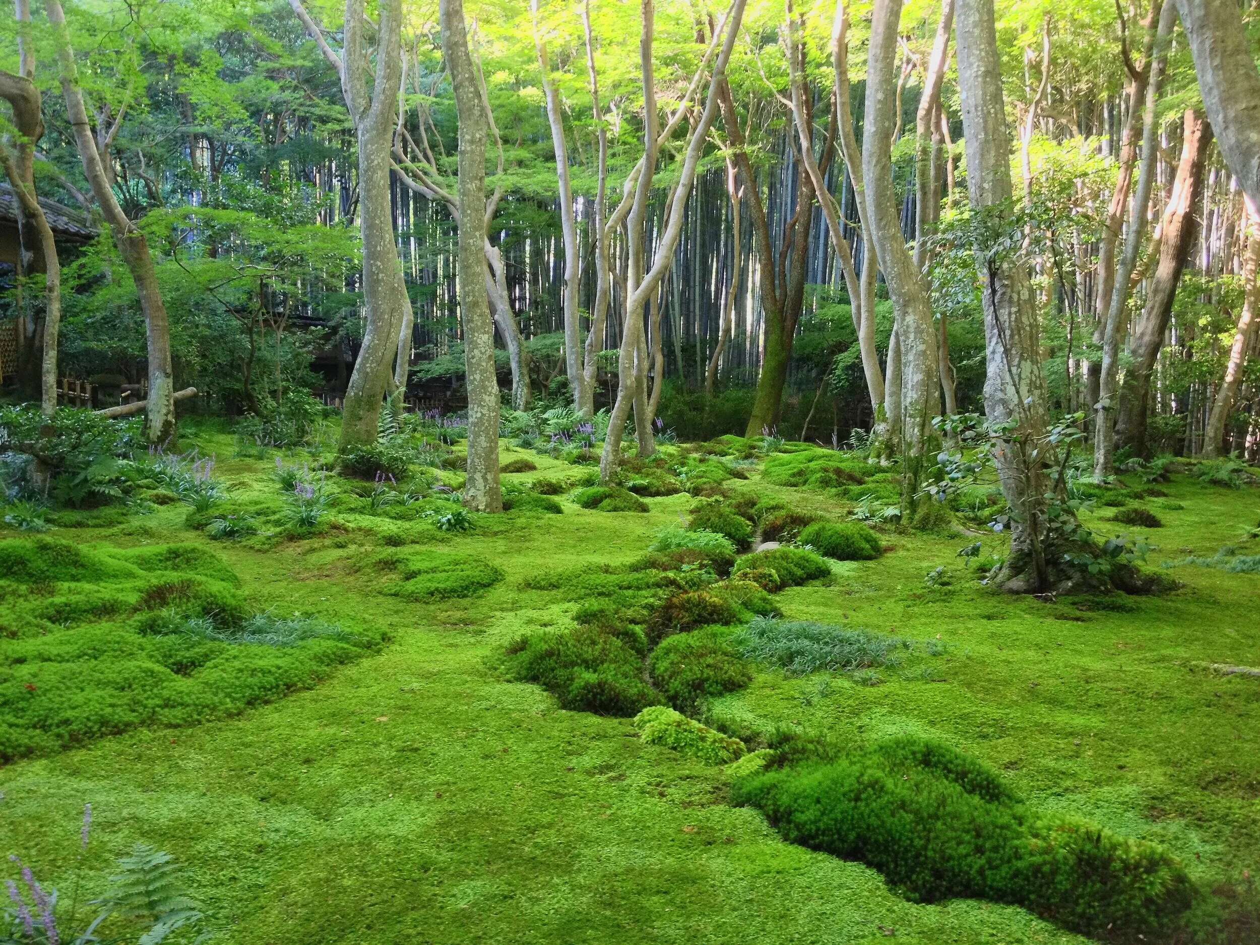 Gio-ji Temple Moss Garden