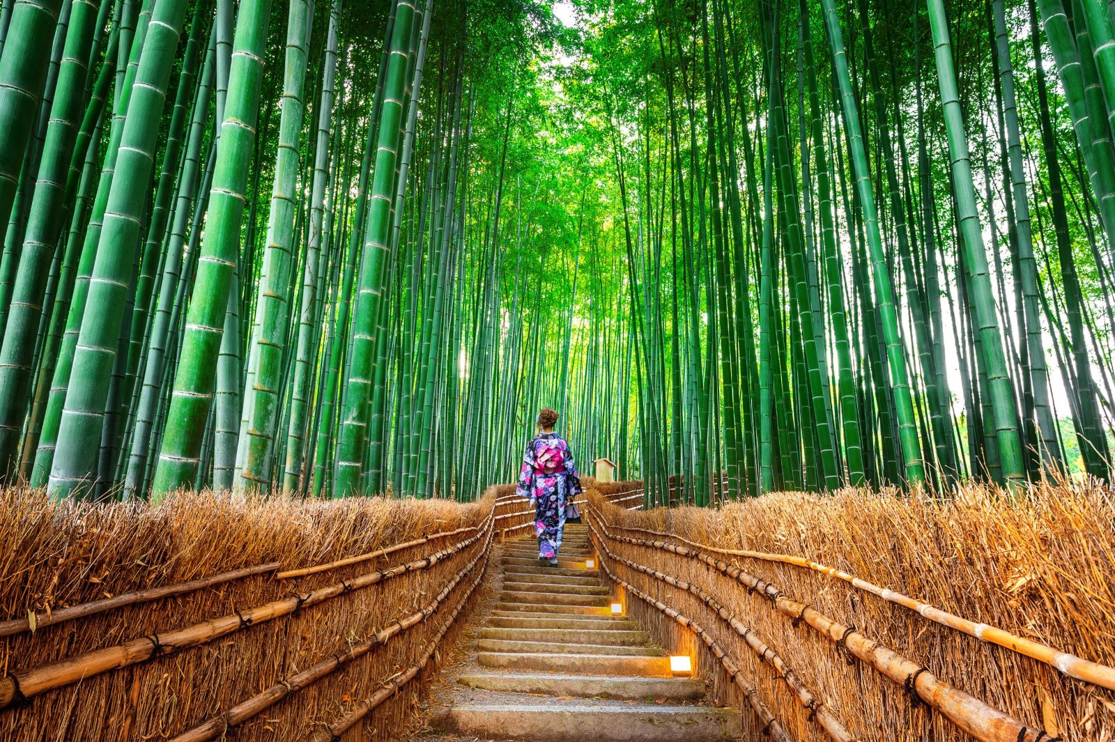 Bamboo Grove Path