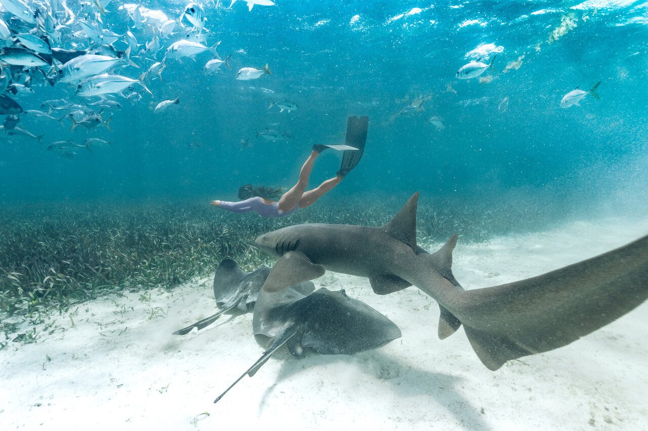 Shark Ray Alley