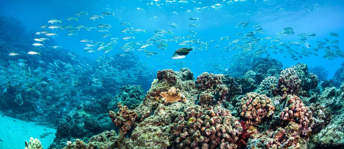Coral Gardens