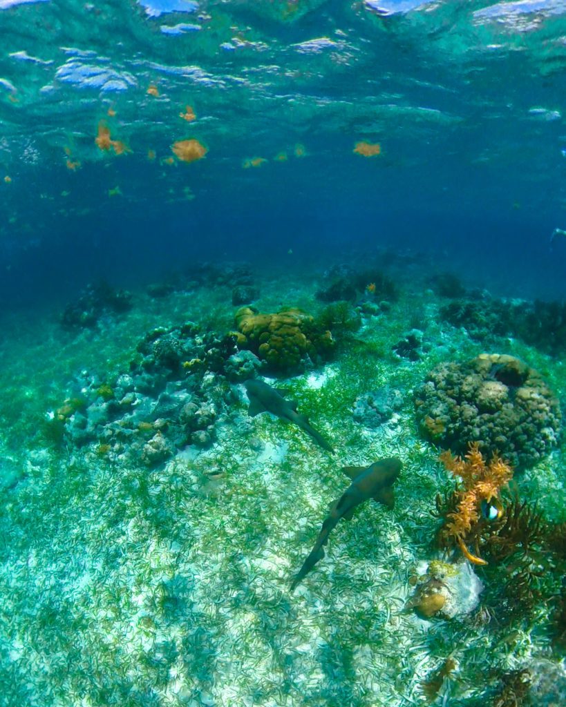 Seahorse City