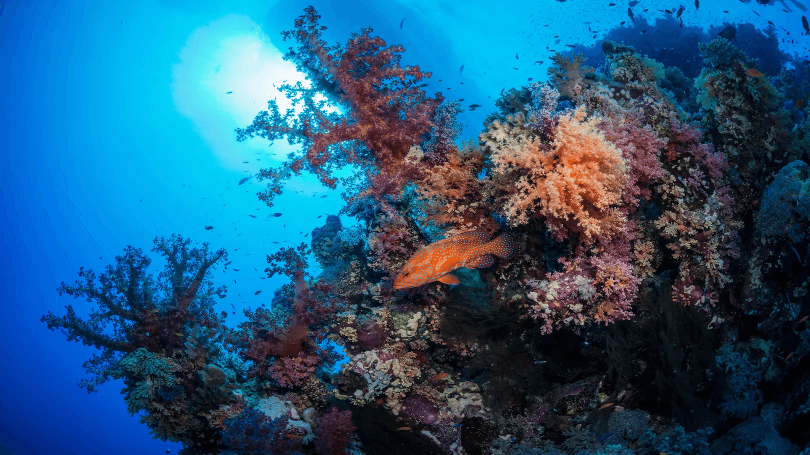 Coral Gardens