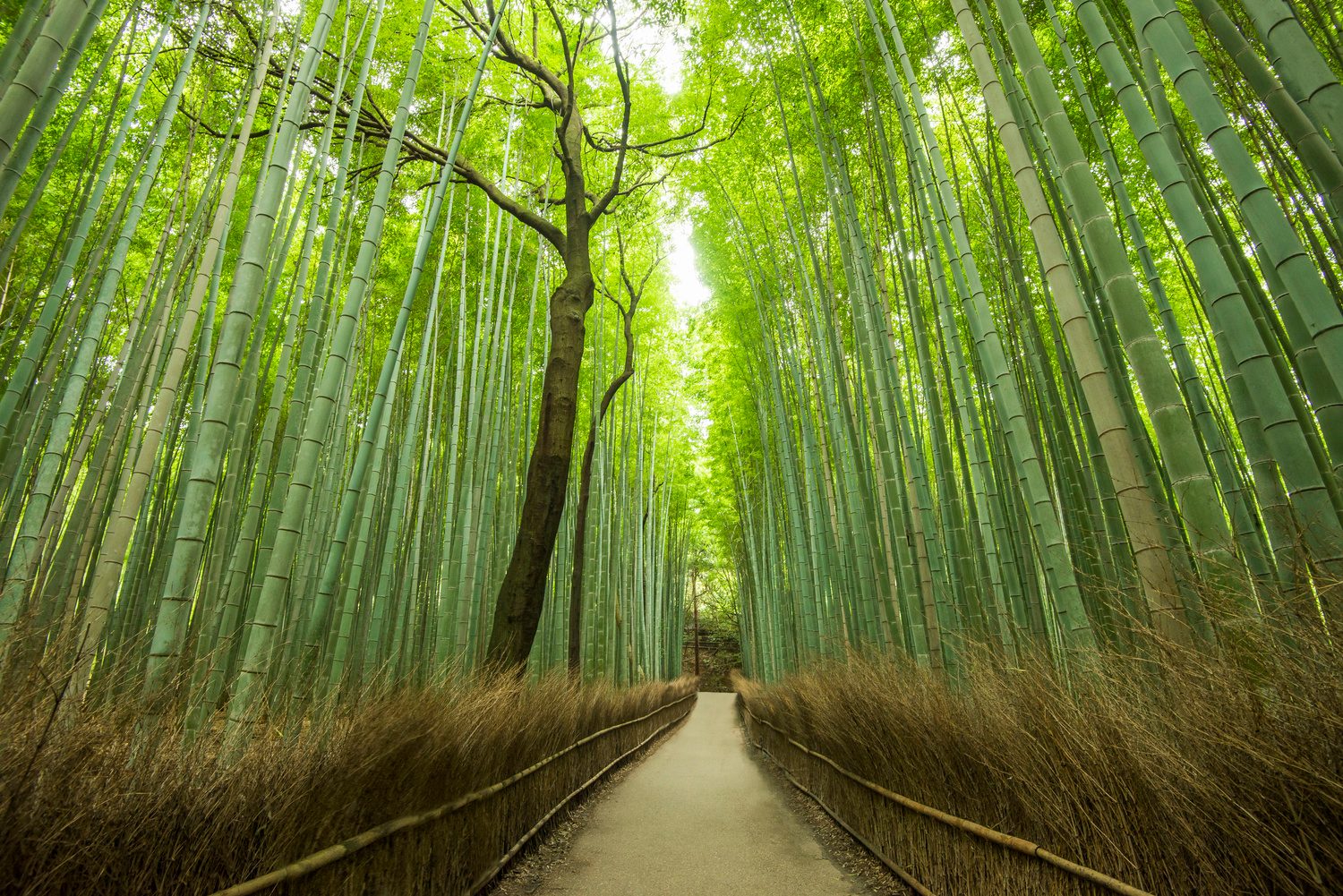 Bamboo Grove Main Path