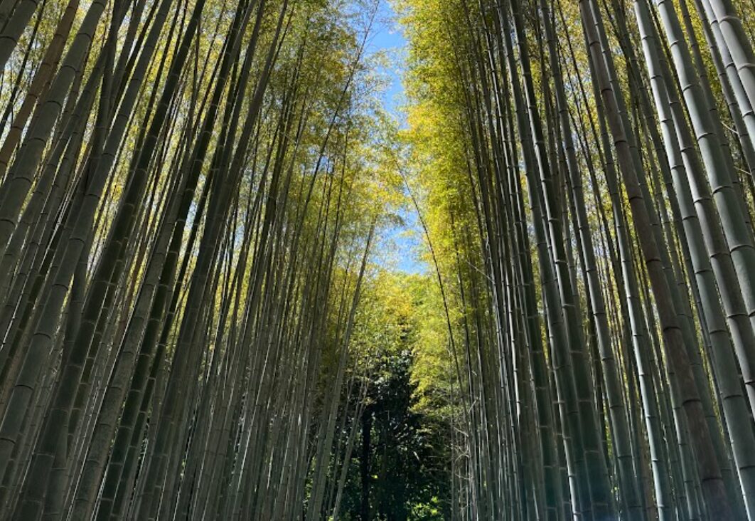 Tenryu-ji North Gate Corridor