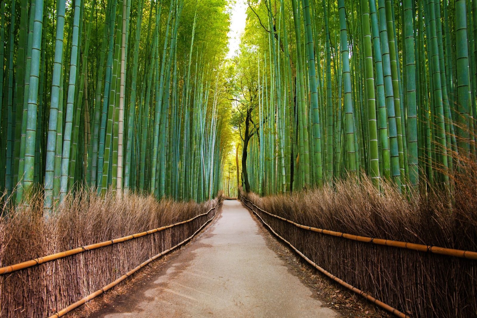 Bamboo Alley Curves