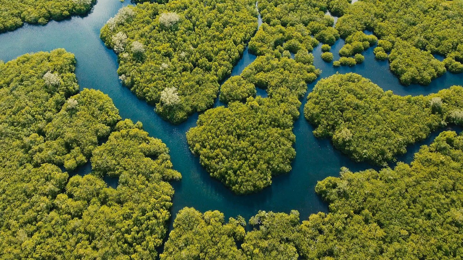 Selangor River Mangrove Banks