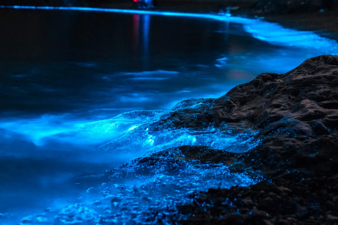 Selangor River Estuary