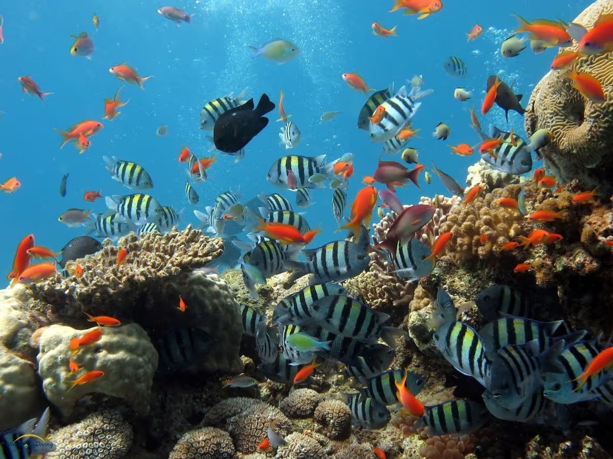 Hon Mun Coral Gardens