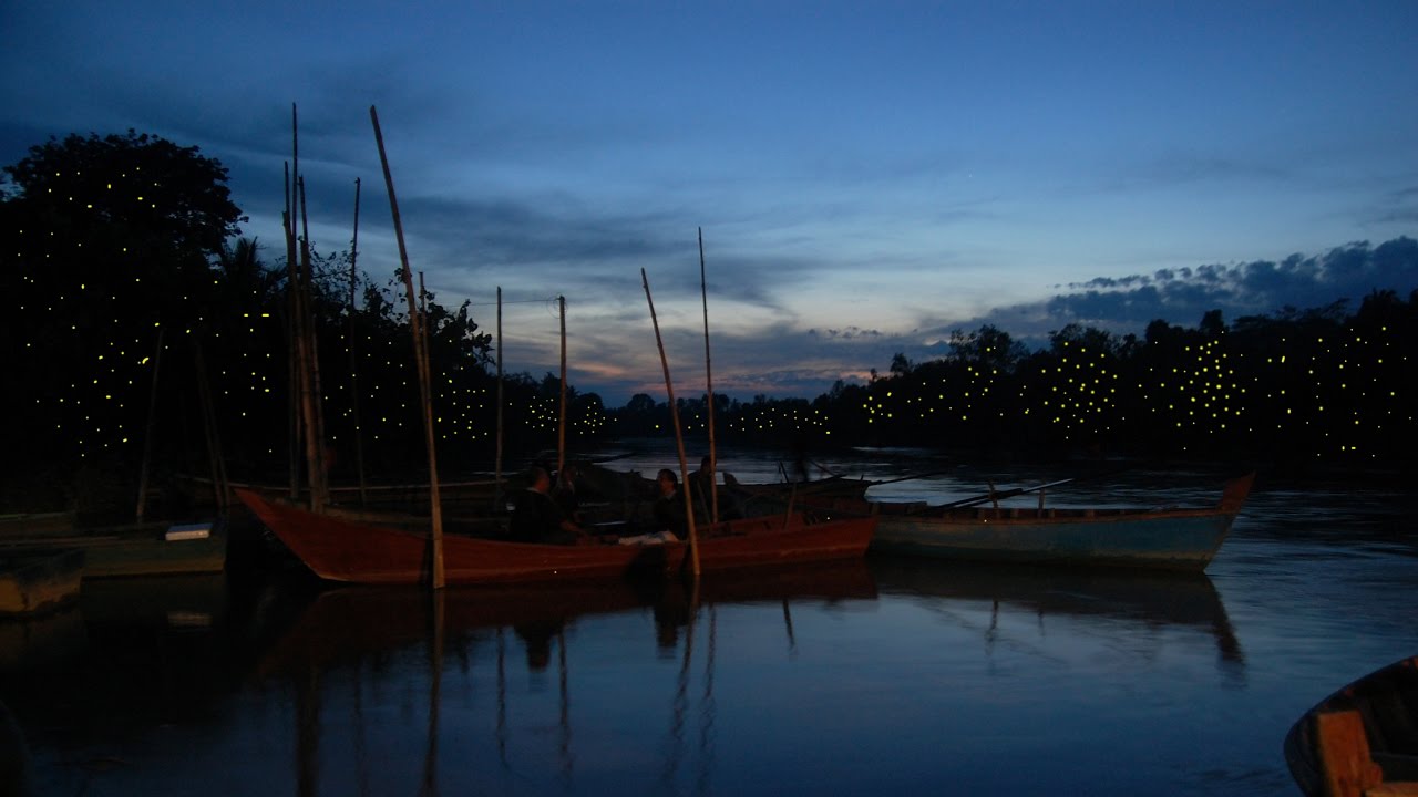 Kampung Kuantan Firefly Colony
