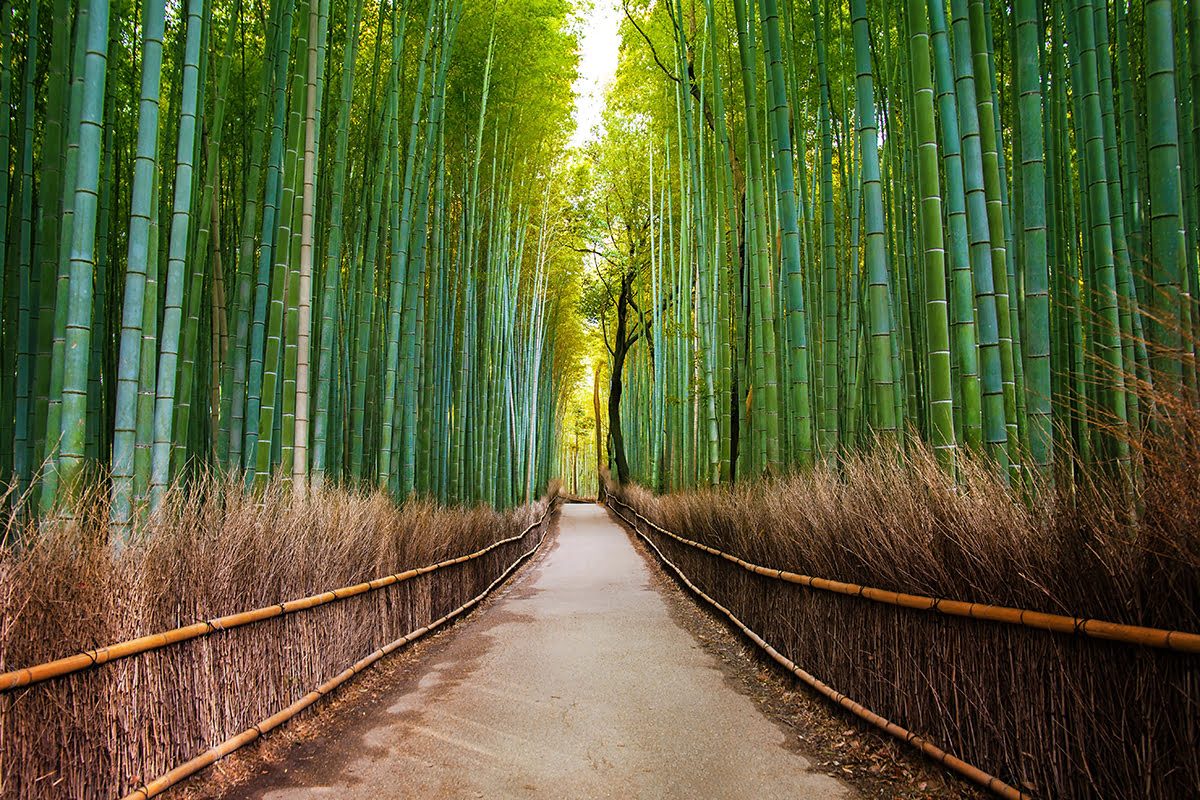 Arashiyama Bamboo Grove