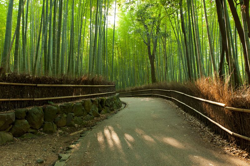 Bamboo Grove