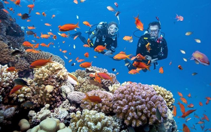 Tropical Fish Schools