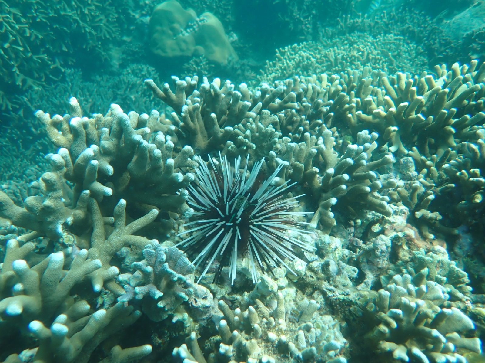 Coral Reef Gardens