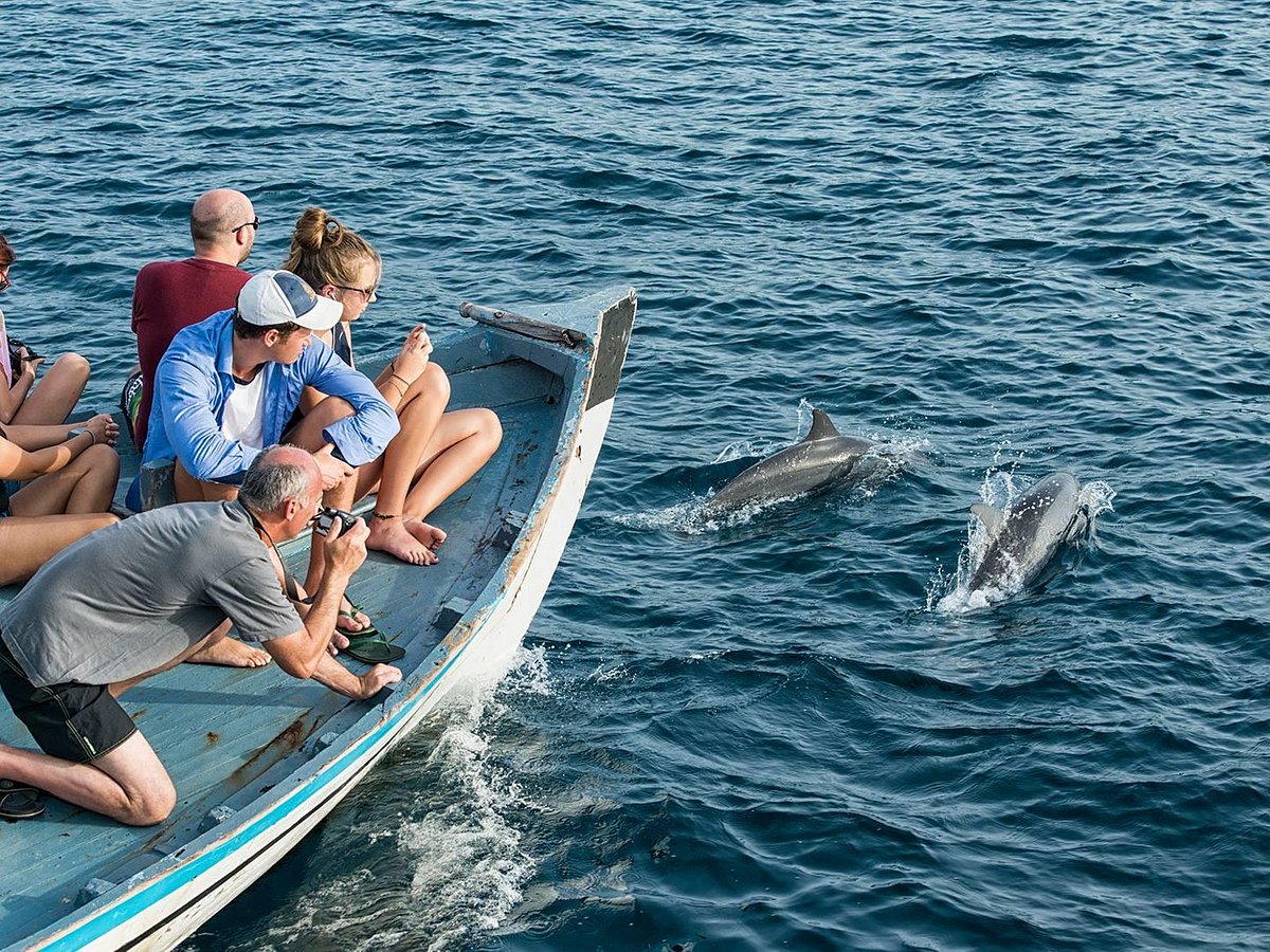 Mauritius Le Morne Eco Friendly Dolphin Watching Tour