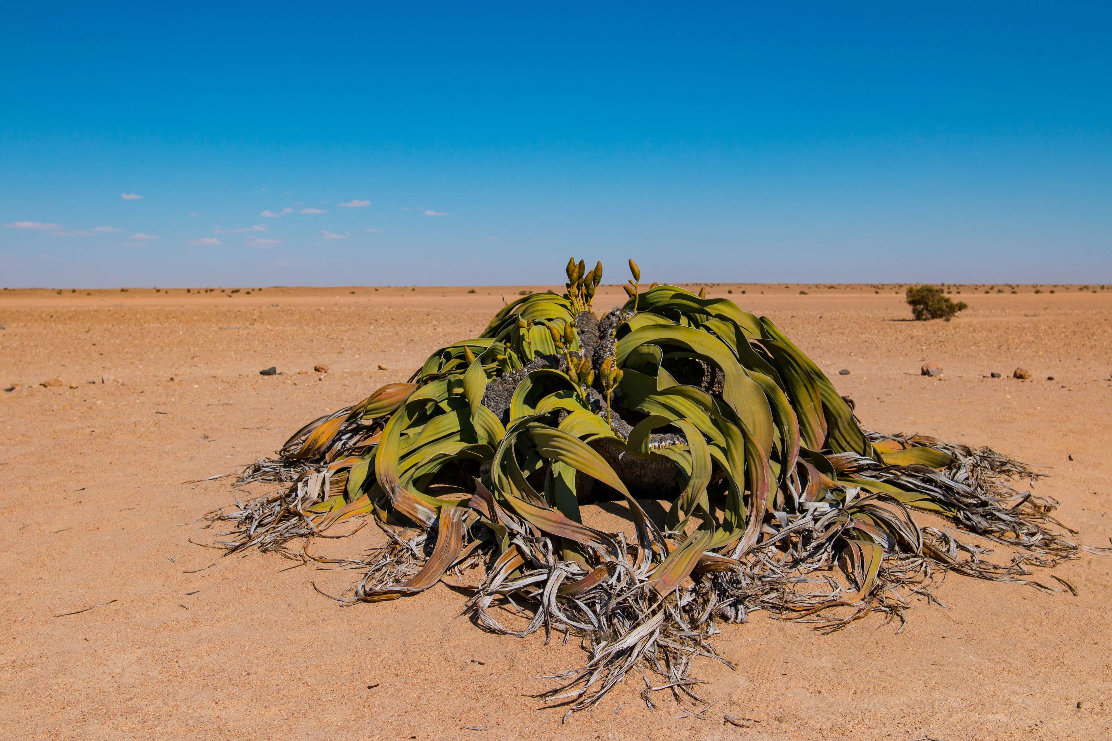 Desert Flora Zones