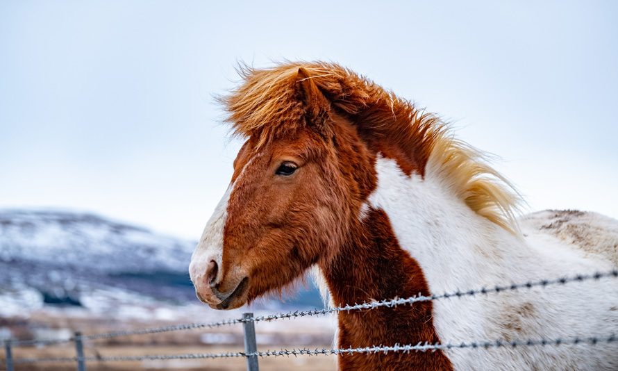 Stable Perimeter Fence