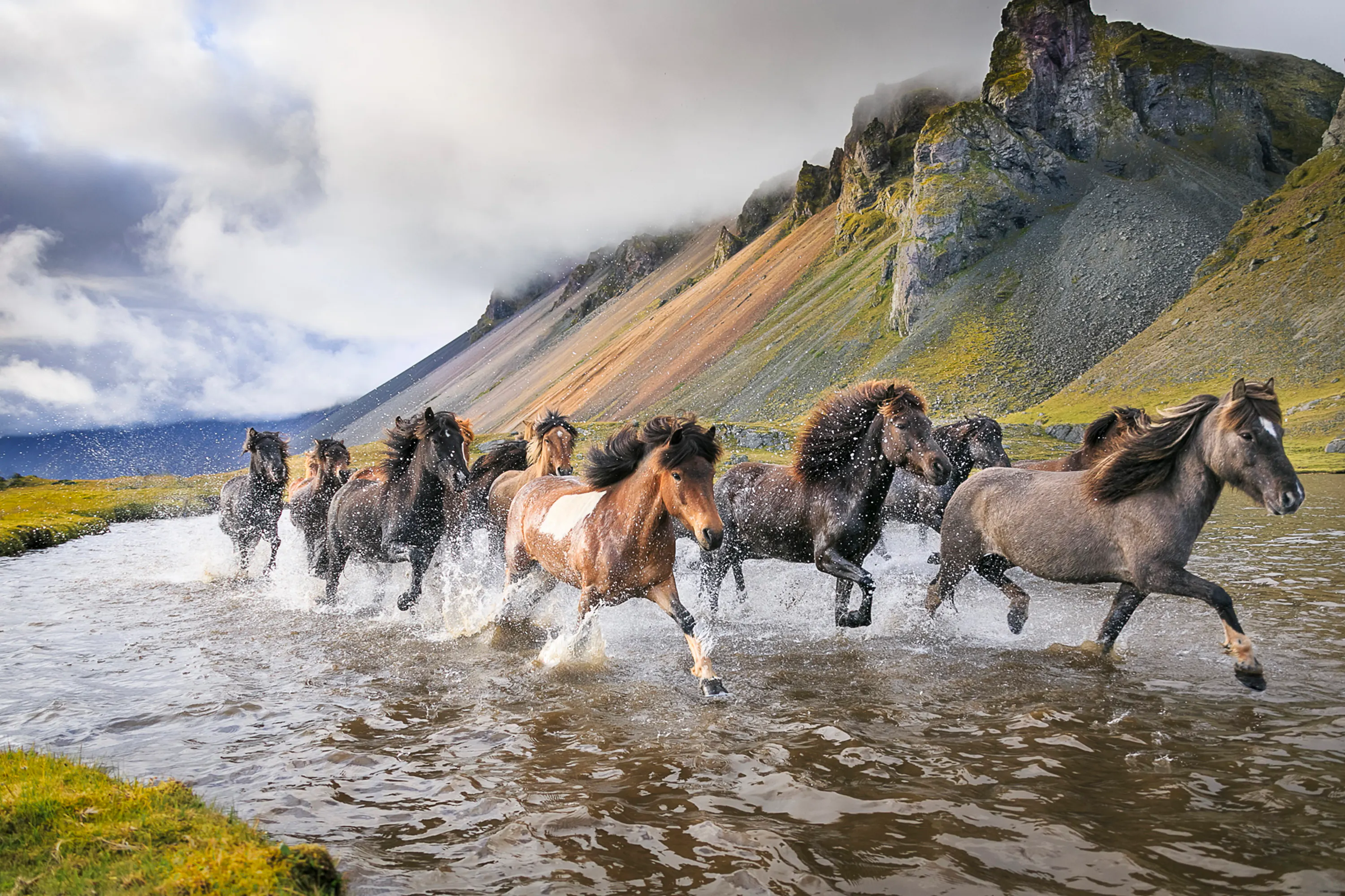 Icelandic Horse Herd