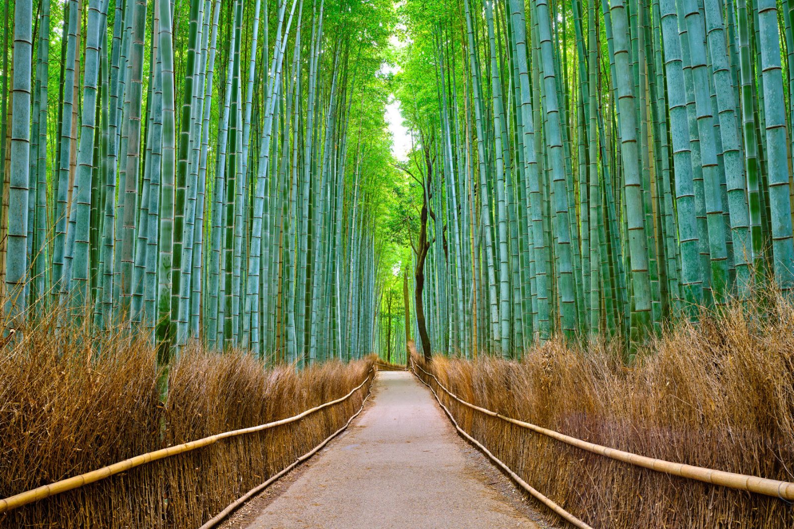 Bamboo Forest Path