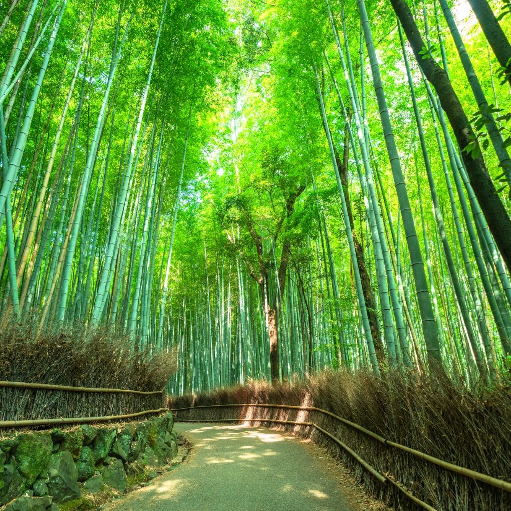 Bamboo Forest Central Path